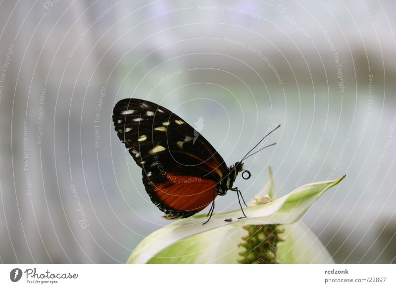 Butterfly II Spotted Red Black Leaf Calm Sleep Feeler Relaxation Nature Macro (Extreme close-up) Close-up Detail Free
