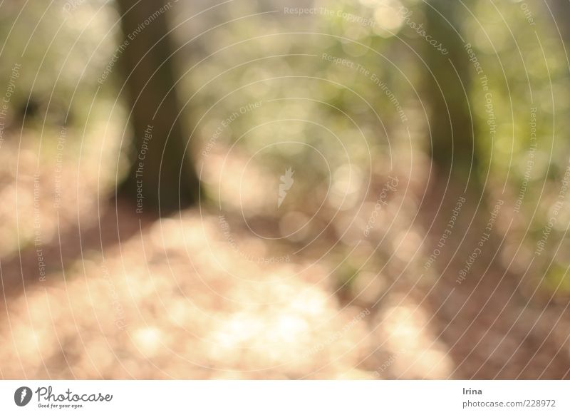 Zini in the Wuslon Forest Tree Bushes Deciduous forest Leaf Blur Abstract Structures and shapes Light Shadow Back-light Deserted