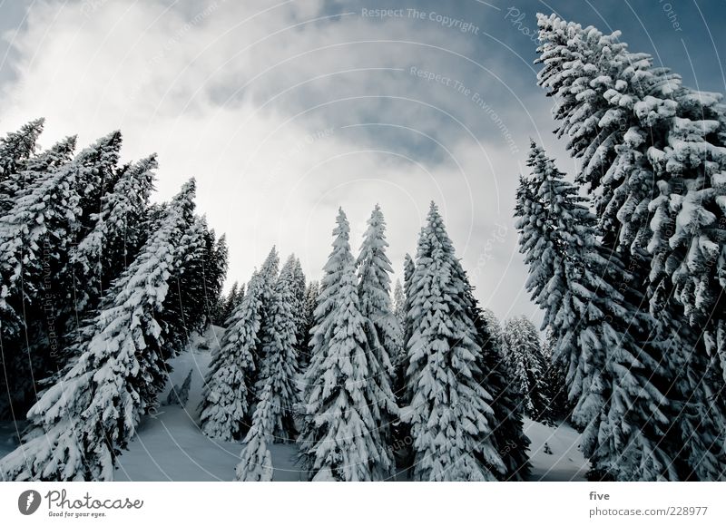edge of the forest Nature Landscape Sky Clouds Winter Beautiful weather Ice Frost Snow Plant Tree Fir tree Forest Hill Alps Mountain Cold Colour photo