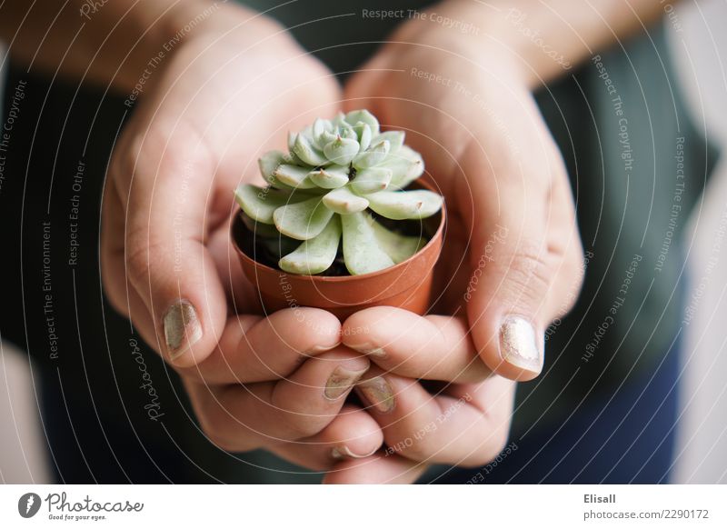 Holding Succulent Plant Leisure and hobbies Beginning Sustainability Succulent plants Green Gardening Spring Hand Detail Macro (Extreme close-up)