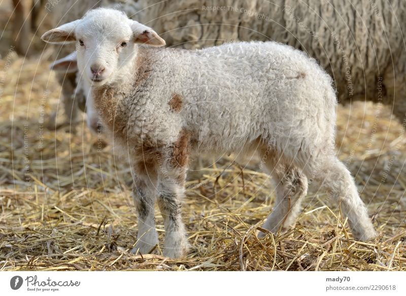 newborn lambs on the farm in spring time Joy Happy Face Sun Easter Industry Baby Family & Relations Friendship Landscape Animal Spring Love Happiness Small New