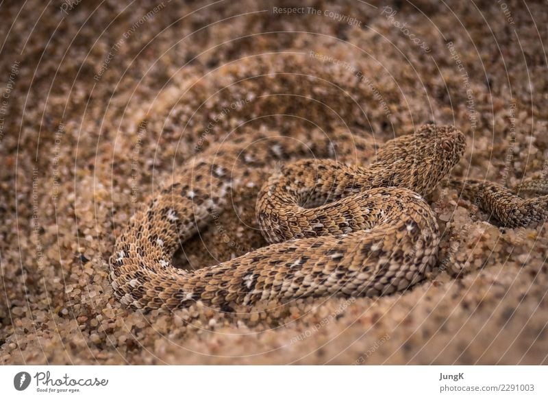 disguised Exotic Nature Animal Sand Desert Wild animal Snake 1 Movement Adventure Vacation & Travel Survive meander Retreat Sand Viper Colour photo