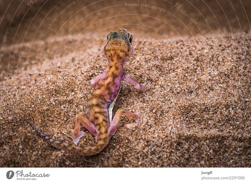 outlook Nature Animal Desert Namib desert Namibia Wild animal Palmato gecko 1 Sand Looking Adventure Colour photo Exterior shot Copy Space right