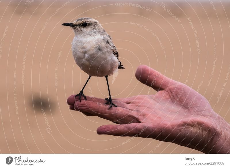 Ready to go Hand Environment Nature Animal Desert Bird 1 Looking Stand Funny Smart Joy Cool (slang) Trust Love of animals Serene Curiosity Beginning Contentment