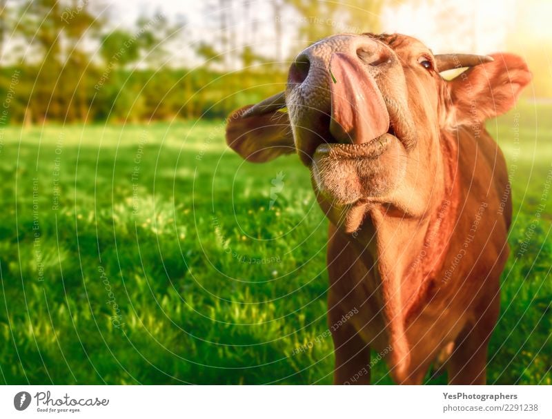 Funny calf sticking out its tongue Nature Spring Beautiful weather Animal Farm animal Cow Friendliness Cute Crazy amusing Domestic domesticated engaging