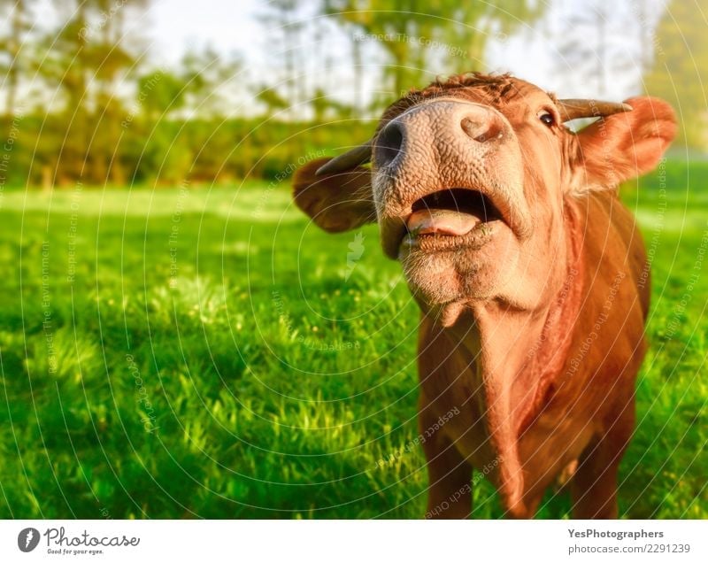 Funny calf with open mouth Joy Nature Landscape Beautiful weather Meadow Fur coat Friendliness Cute Crazy amusing Domestic domesticated engaging