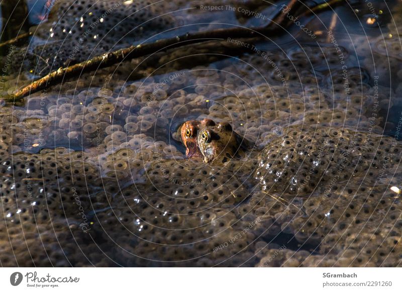 Frog love / frogs in a sea of frog spawn Environment Nature Animal Spring Bog Marsh Pond Brook Frog spawn Rutting season Observe Touch Love Success Healthy