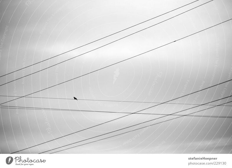 9 lines and a bird Nature Sky Bird Sit Wait Free Freedom Cable Black & white photo Exterior shot Day Silhouette Clouds in the sky Gray clouds Gloomy