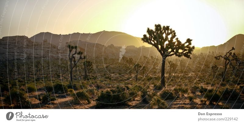Joshua Tree II Far-off places Freedom Summer Sun Mountain Sunrise Sunset Beautiful weather Warmth Drought Cactus Desert Relaxation Illuminate Dry Emotions Moody