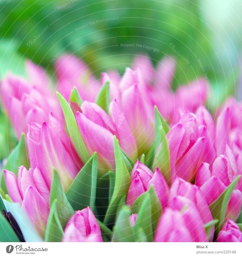 Happy Birthday Diegolino Plant Spring Flower Tulip Leaf Blossom Garden Blossoming Fragrance Growth Esthetic Beautiful Pink Tulip field Bouquet Colour photo