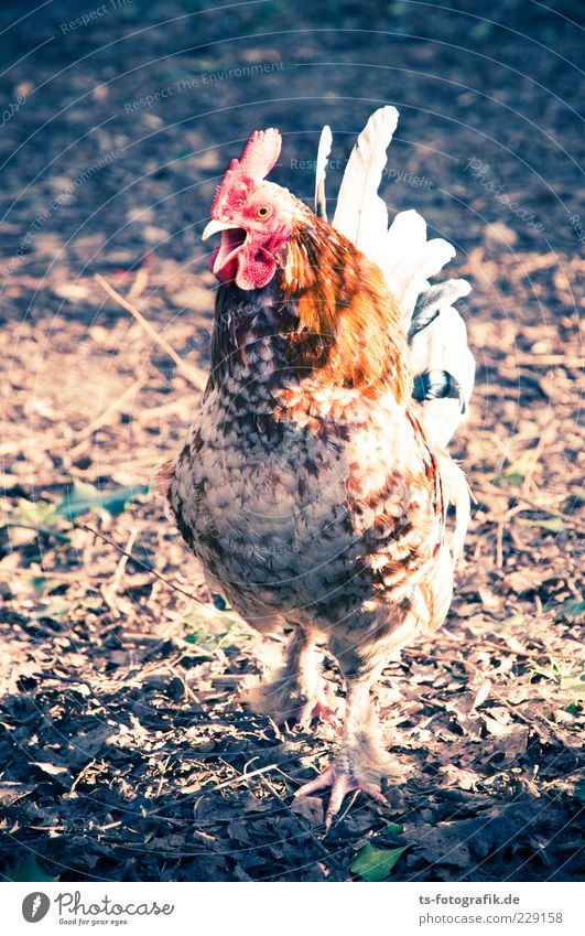 What now, chicken midget? V Animal Farm animal Claw 1 Brown Pink Red Rooster kikeriki Cockscomb Feather Walking Excitement Beak Colour photo Exterior shot