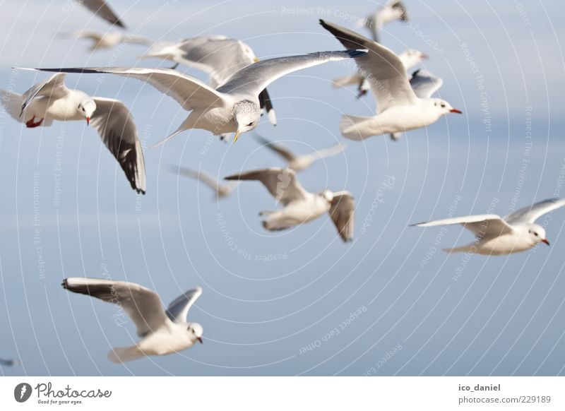 seagulls Nature Air Wild animal Bird Group of animals Flock Flying Looking Beautiful Colour photo Exterior shot Deserted Day Many Seagull Flight of the birds