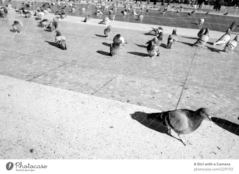 off with you Places Bird Pigeon Group of animals Flock Stone Flock of birds Contrast Black & white photo Exterior shot Copy Space left Copy Space bottom Morning