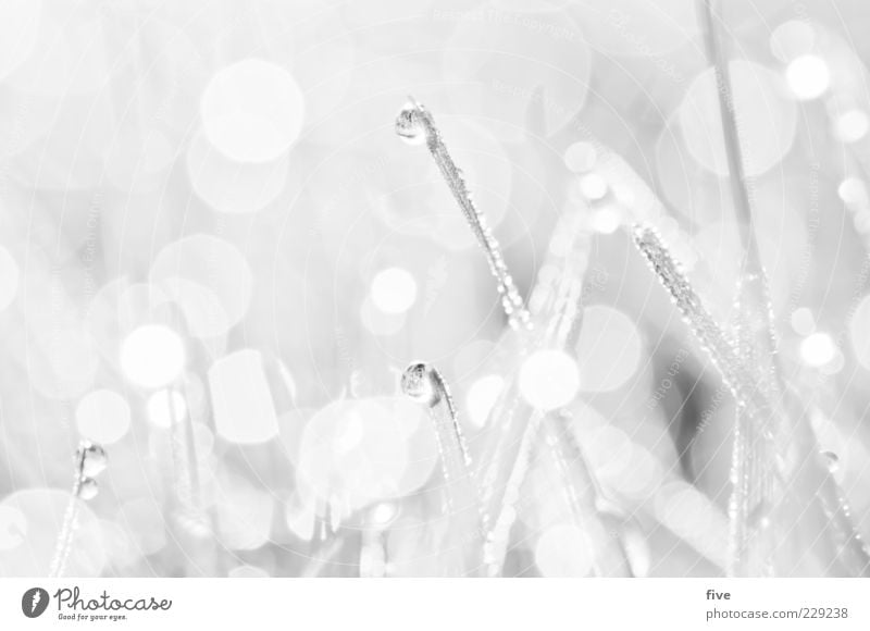 white Nature Water Drops of water Plant Meadow Bright Wet Natural White Smooth Blade of grass Small Easy Black & white photo Exterior shot Close-up Detail