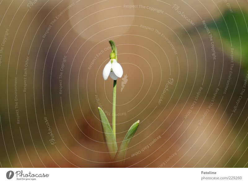 lonely herald of spring Environment Nature Plant Spring Flower Leaf Blossom Wild plant Bright Natural Brown Green White Snowdrop Spring flowering plant