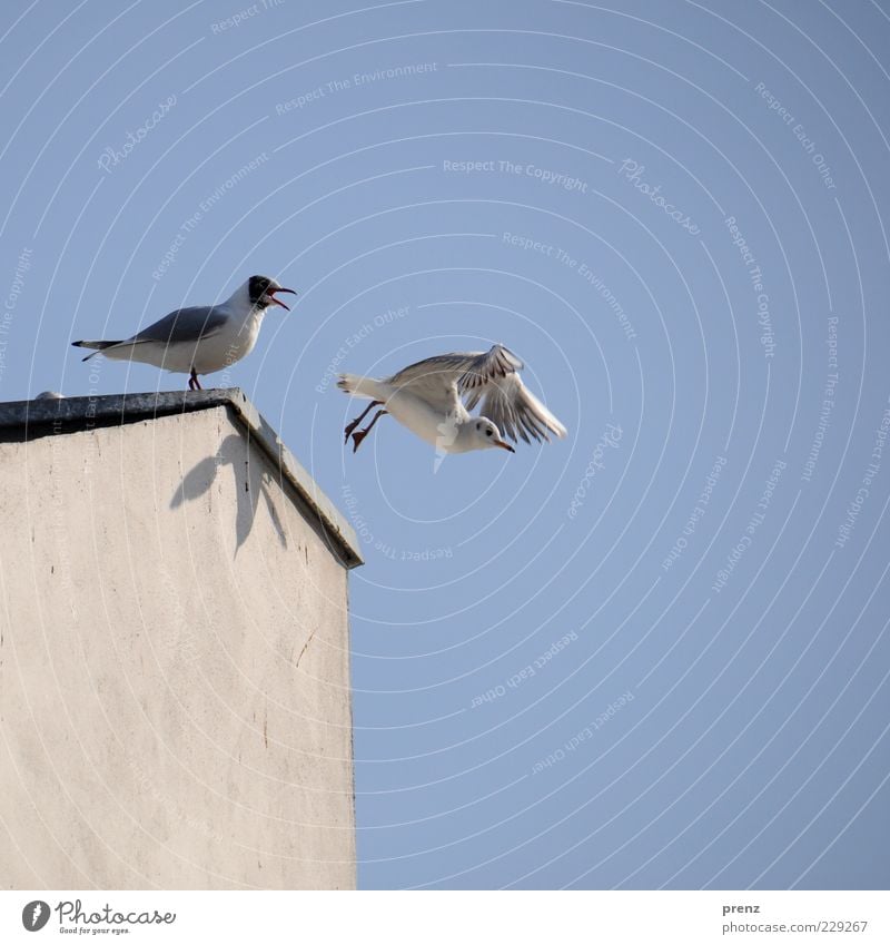 gulls Bird Flying Blue Gray White Sky Nature Beak Wing Shadow Wall (barrier) Nosedive Goodbye 2 Colour photo Exterior shot Neutral Background Worm's-eye view