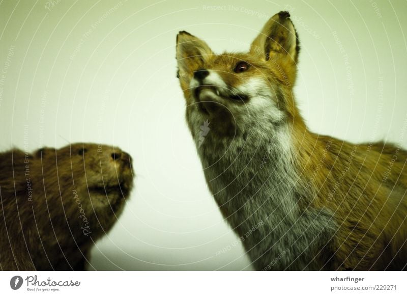 Fox and beaver Animal Wild animal Dead animal 2 Esthetic Together Cuddly Brown Green White Bizarre Expectation Colour Nature Nostalgia Whimsical Environment