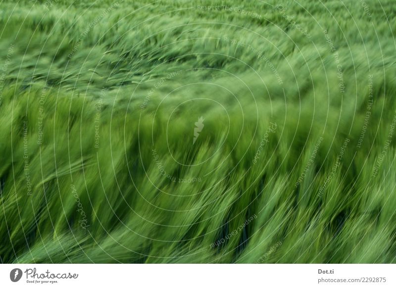 barley Agriculture Forestry Plant Agricultural crop Field Green Movement Barleyfield Wind Blow Colour photo Exterior shot Deserted Day Motion blur