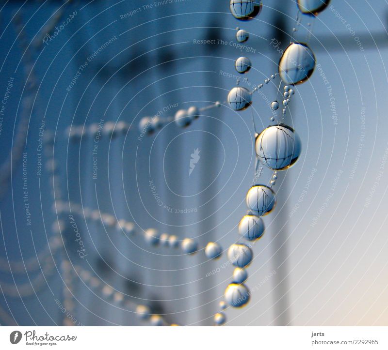 cross-linked Sky Beautiful weather Fresh Wet Natural Nature Network Fence Drop Reflection Spider's web Colour photo Exterior shot Close-up Detail