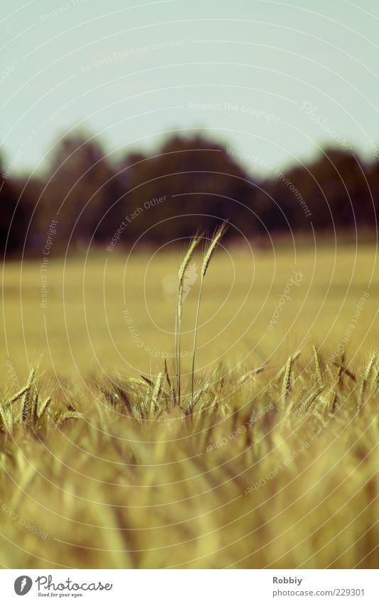 "Hey, do you see Jo anywhere?" Food Grain Organic produce Nature Field Growth Yellow Power Calm Curiosity Wanderlust Environment Colour photo Exterior shot Day
