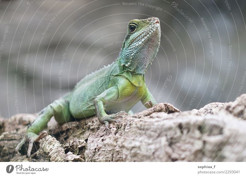 portrait of green iguana, big lizard sitting on tree branch reptile head up scales eye close up green lizard lower view blurred background curious female young