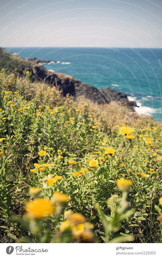 sea of flowers Environment Nature Landscape Plant Elements Water Sky Cloudless sky Horizon Sun Summer Flower Grass Leaf Blossom Meadow Rock Waves Coast Bay