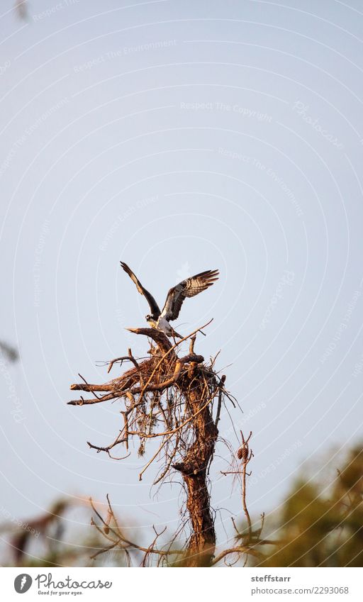 Osprey bird Pandion haliaetus builds its nest Nature Tree Animal Bird 1 Build Brown Nest raptor Bird of prey Duck birds Sanibel Island