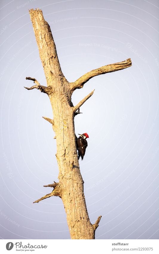 Male pileated woodpecker bird Dryocopus pileatus Man Adults Nature Tree Animal Bird 1 Red Black Woodpecker avian Nest Hole cypress tree Taxodium distichum Marsh