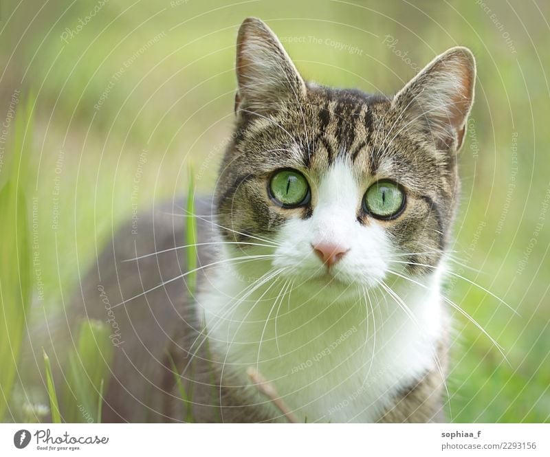 cat portrait in meadow, blurred green background grass domestic field closeup pet garden adorable adult animal cute eyes curious face big eyes cat in field