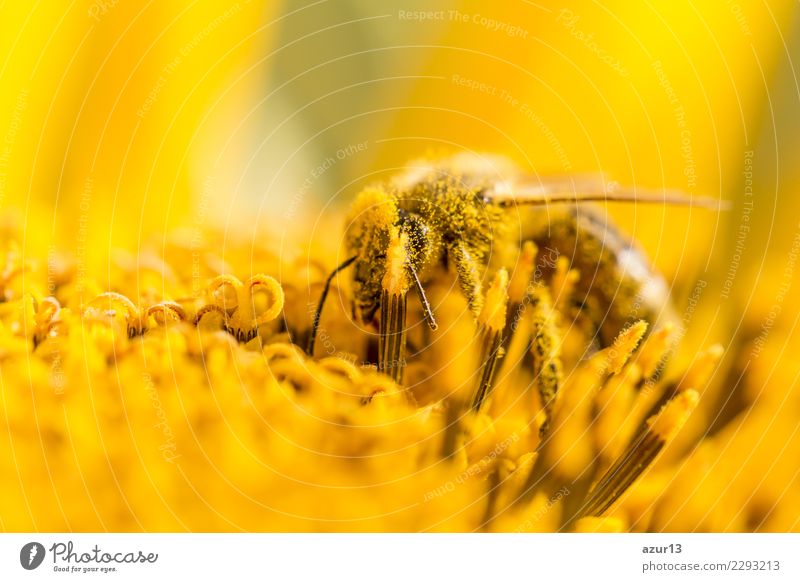 Bee pollinates pollen and collects nectar on nature sunflower Summer Sun Sunbathing Body Head Environment Nature Animal Sunlight Spring Autumn Climate