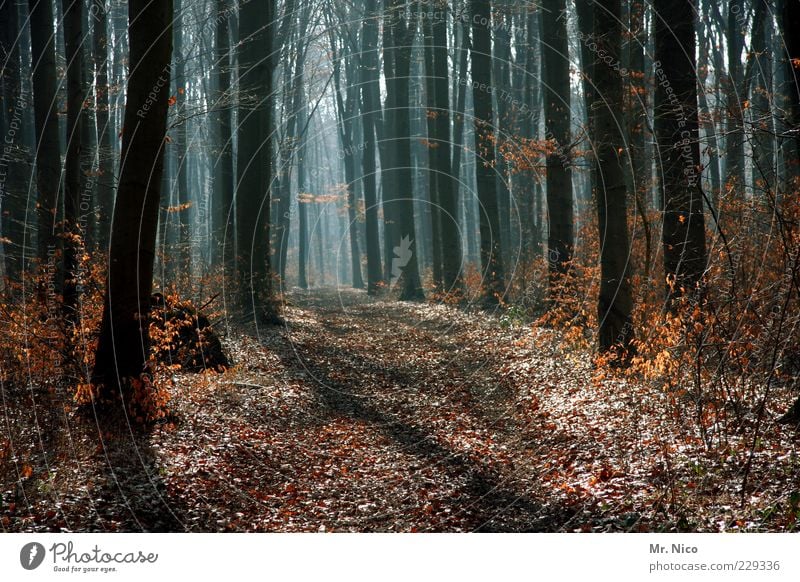 noch´ n forest Environment Nature Autumn Winter Climate Climate change Beautiful weather Tree Leaf Forest Growth Footpath Branchage Woodground Forest road