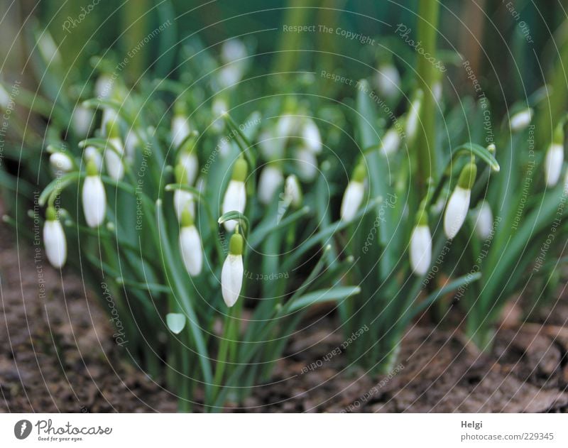 ring in spring... Environment Nature Plant Spring Flower Leaf Blossom Snowdrop Garden Blossoming Hang Growth Esthetic Fresh Beautiful Small Natural Brown Green