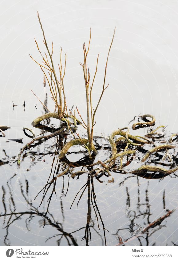 snakes Water Winter Plant Lakeside Bog Marsh Pond Growth Curved Bend Root Aquatic plant Branch Shoot Root formation Colour photo Subdued colour Exterior shot