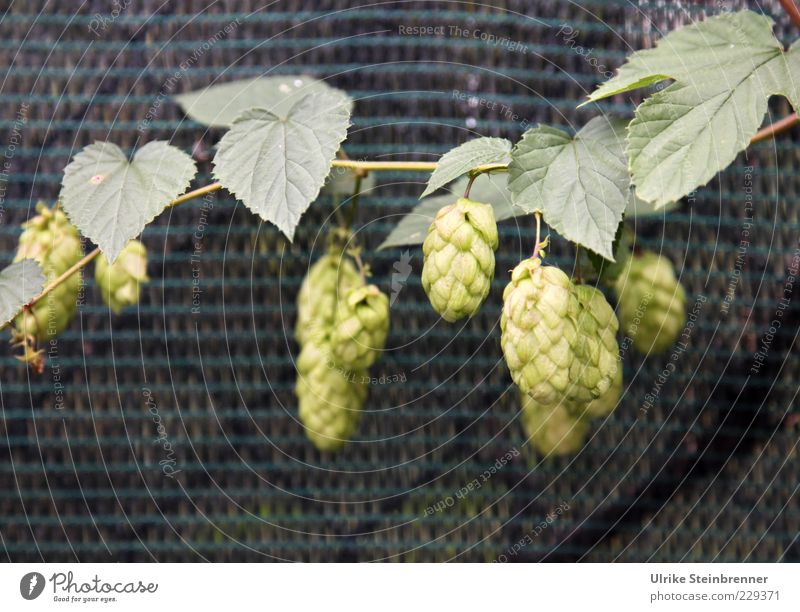 Individual hop flowers in a plantation Environment Nature Plant Agricultural crop Hop humulus hemp plant Fruit nut fruit Hang Growth Green Mature