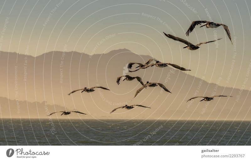 A Flying Flock of Brown Pelicans at Dusk Nature Landscape Animal Water Sky Summer Hill Waves Coast Wild animal Bird Group of animals Movement Vacation & Travel