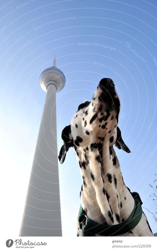 Dalmatian Animal Pet Dog 1 Thin Black White Far-off places Purebred dog Tower Television tower Berlin Alexanderplatz Downtown Berlin Tourist Attraction Sky Head