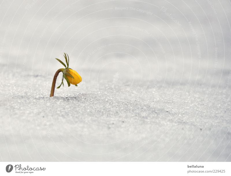 Loneliness // Defiance Nature Plant Spring Weather Ice Frost Snow Flower Blossom Wild plant Bright Beautiful Yellow White Spring flowering plant