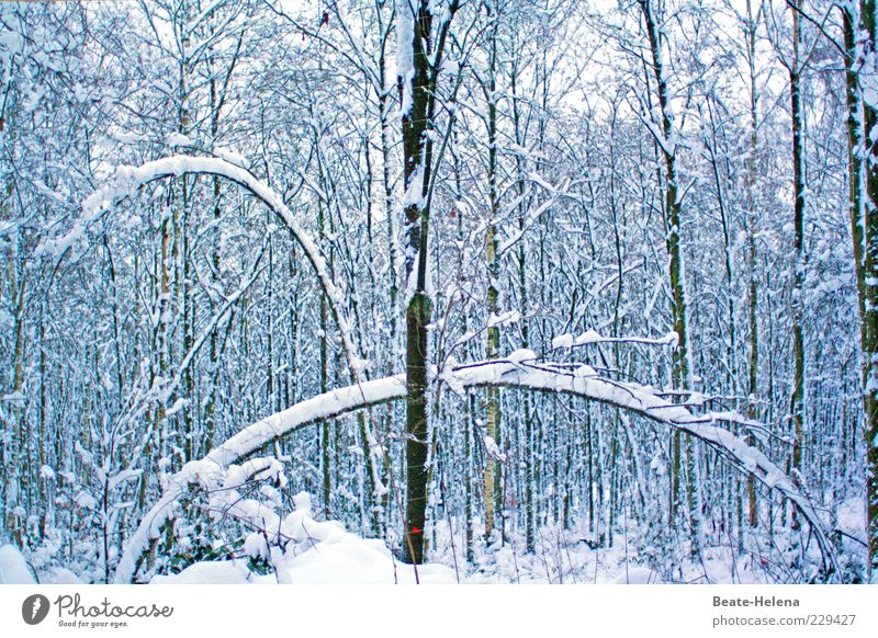 Fantastically elastic - even in frosty weather Winter Snow Nature Plant Ice Frost Forest Growth Esthetic Thin Brown White Tree Tension snow-laden Elastic