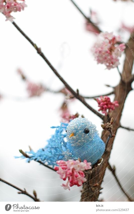 Hansi in luck tree bushes bleed birds Decoration Kitsch Odds and ends Souvenir Plastic Blue Pink Budgerigar Canary bird Cherry blossom Twigs and branches