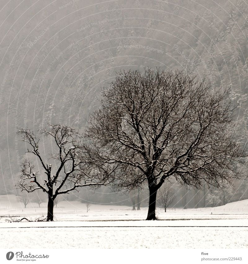 rise or fall Nature Landscape Winter Fog Plant Tree Meadow Field Forest Hill Old Dark Cold Large Strong Colour photo Exterior shot Day Light Deserted Leafless