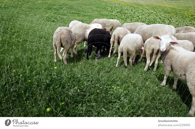 enough grass for everyone Environment Nature Landscape Foliage plant Meadow Animal Farm animal Sheep Group of animals Herd Sign Green Black White
