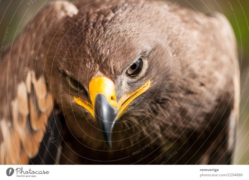 Close-up of a Steppe Eagle Hunting Nature Animal Bird Beautiful Wild Brown accipitriformes Beak Carnivore chordata Living thing endangered falconry Feather fly