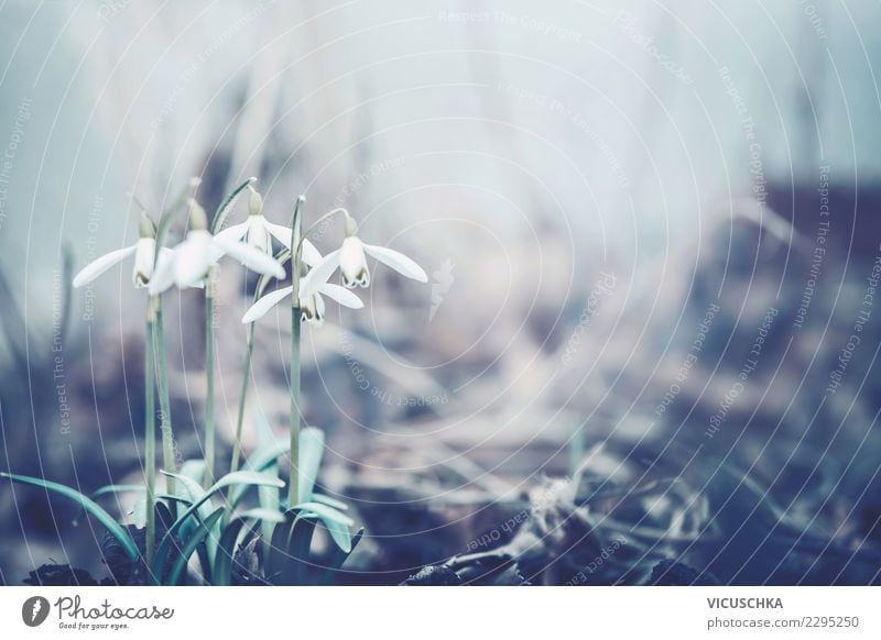 Close-up of snowdrops in the spring garden Design Garden Nature Plant Spring Flower Leaf Blossom Park Forest Background picture Snowdrop Colour photo
