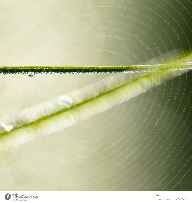 line Environment Nature Plant Foliage plant Bright Wet Green Abstract Drop Blade of grass Colour photo Close-up Detail Macro (Extreme close-up) Day Light Blur
