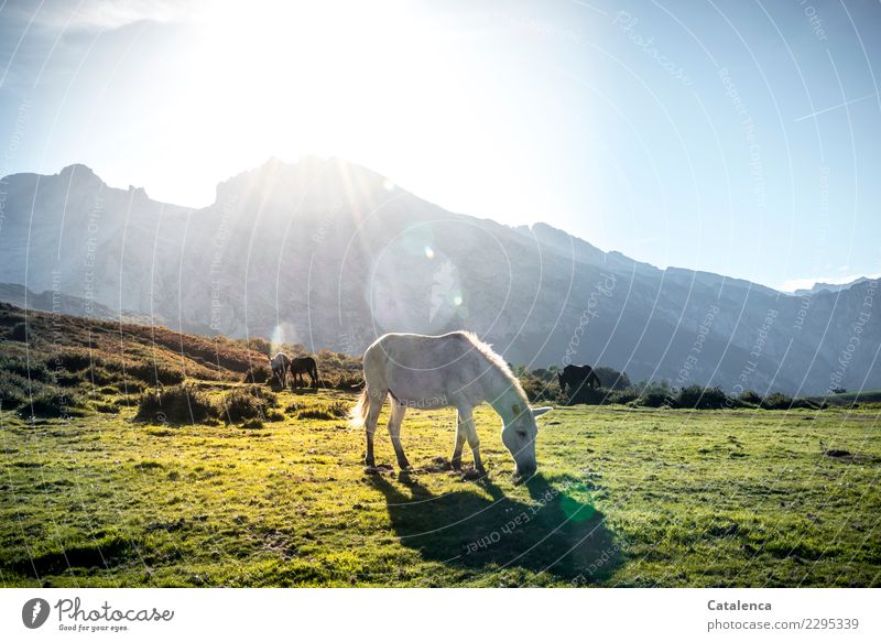 Sunny, grazing horse in foreground, mountains behind in sunlight Mountain Hiking Landscape Sky Autumn Beautiful weather Grass Meadow Rock Peak Horse