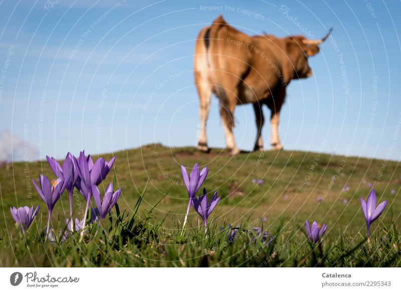 Crocuses in the foreground, behind a cow Landscape Plant Animal Sky Summer Beautiful weather Flower Grass Leaf Blossom Alpine pasture Willow tree Meadow Hill