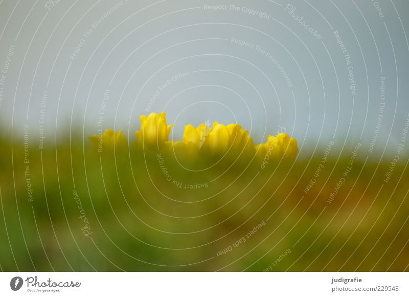 waiting Environment Nature Landscape Plant Sky Spring Flower Grass Tulip Meadow Growth Beautiful Yellow Expectation Colour photo Exterior shot Deserted Day Blur