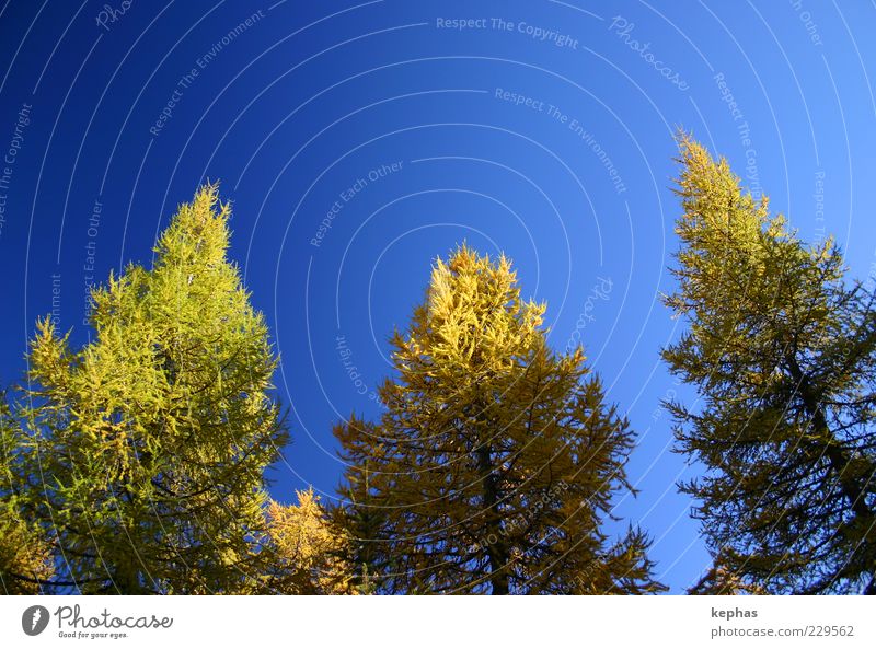 Golden Autumn Environment Nature Plant Sky Cloudless sky Beautiful weather Tree Larch Forest Esthetic Blue Yellow Green Contentment Power Colour photo