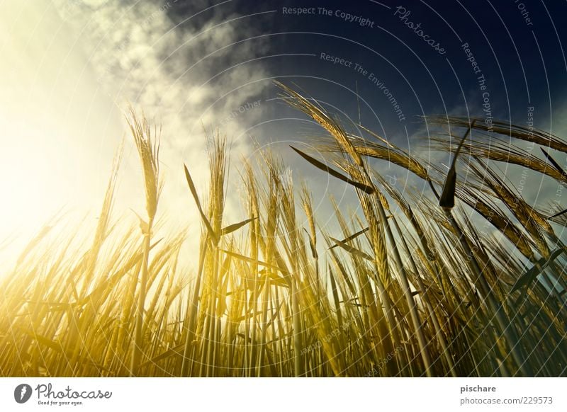 Barley and warriors Nature Sky Clouds Agricultural crop Field Growth Natural Yellow Gold Agriculture Colour photo Exterior shot Twilight Light