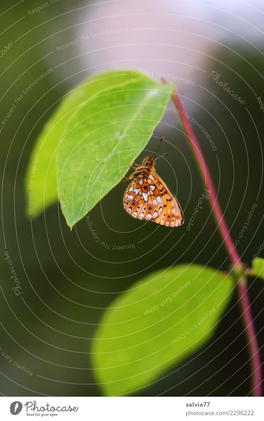 leaf canopy Nature Plant Animal Summer Leaf Wild animal Butterfly Insect 1 Green Loneliness Break Calm Protection Colour photo Exterior shot Close-up Deserted